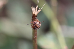 Pentatomidae
