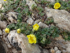 Potentilla verna