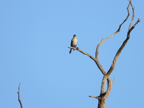Mistle Thrush