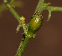 Thesium scandens