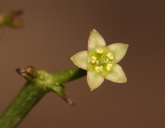 Thesium scandens