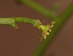 Thesium scandens