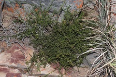 Thesium scandens