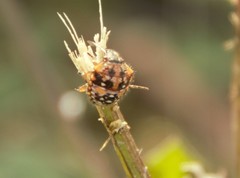 Pentatomidae