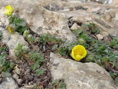 Potentilla verna