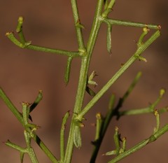 Thesium scandens