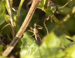 Heteroptera