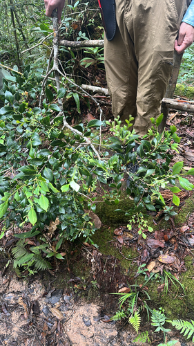 Phyllocladus hypophyllus observed 2026-05-18