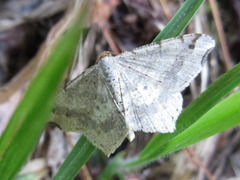 Macaria shanghaisaria