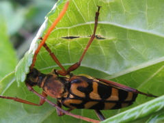 Leptura annularis