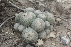 Epithelantha greggii greggii
