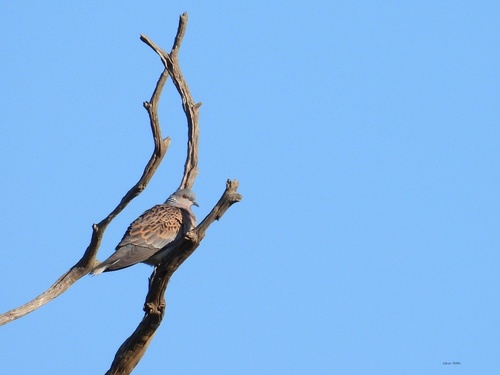 European Turtle-Dove