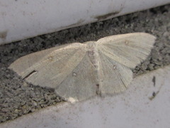 Cyclophora albipunctata
