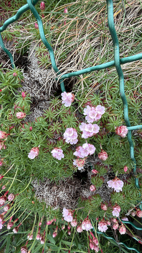 Sea Thrift