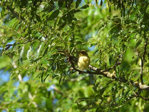 Melodious Warbler
