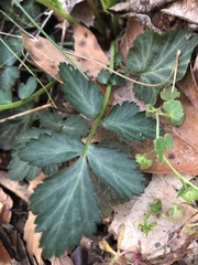 Geum vernum