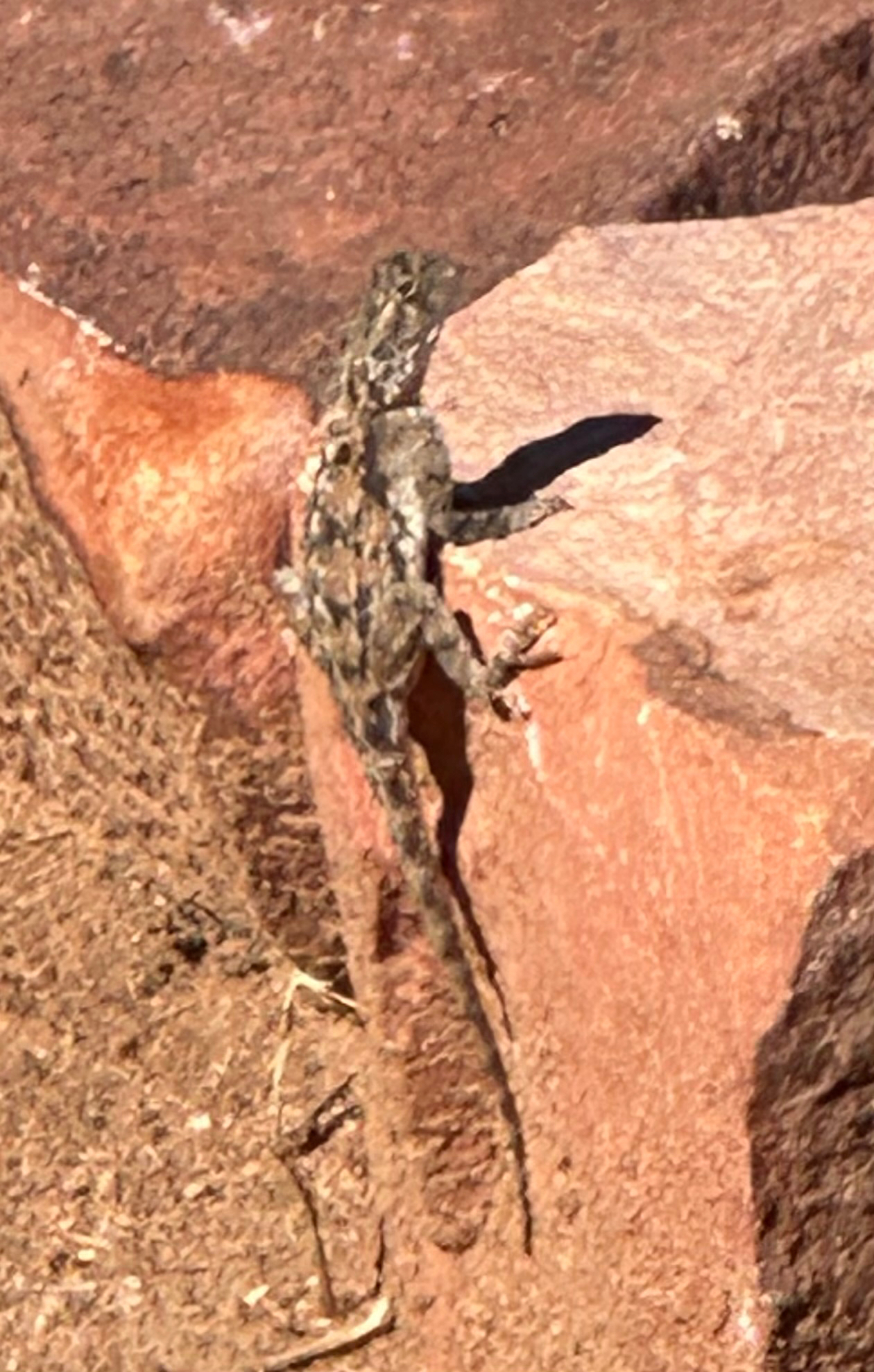 Agama aculeata Merrem, 1820