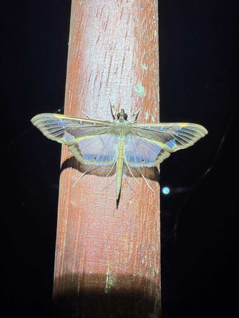 Tipuliforma triangulalis (Tipuliforma triangulalis)