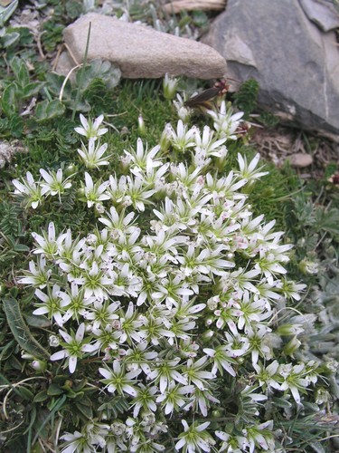 Flycatcher sandwort (Eremogone bryophylla)