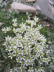 Eremogone bryophylla