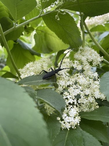 Capricorn beetle