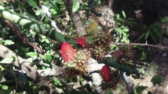 Opuntia salmiana