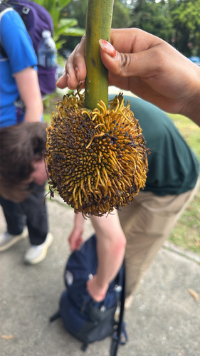 Artocarpus sericicarpus observed 2026-05-17