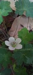 Geranium nepalense, photograph (c) Ramnarayan K, some rights reserved (CC BY)