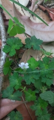 Geranium nepalense, photograph (c) Ramnarayan K, some rights reserved (CC BY)
