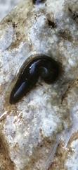 Haemopidae