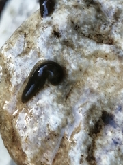 Haemopidae