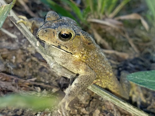 Duttaphrynus melanostictus