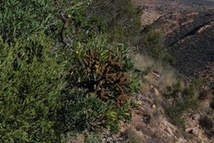 Cussonia paniculata paniculata