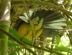 Myioborus melanocephalus