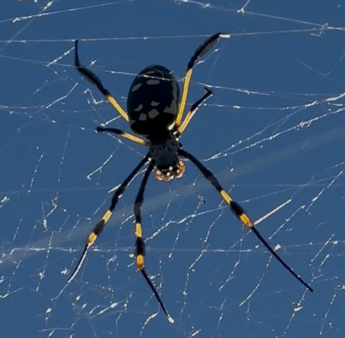 banded-legged golden orb-web spider