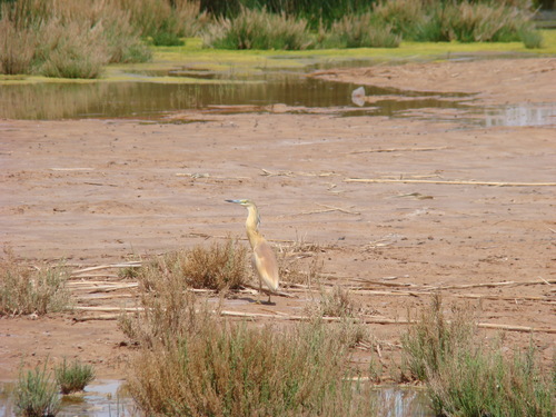 Squacco Heron