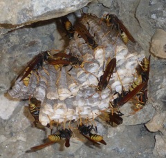 Polistes xanthogaster