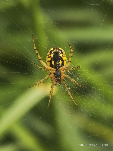 Cricket-bat Orbweaver