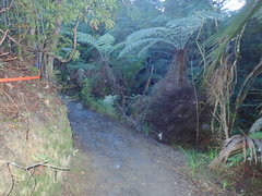 Pseudopanax arboreus