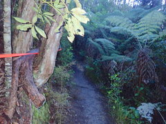 Pseudopanax arboreus