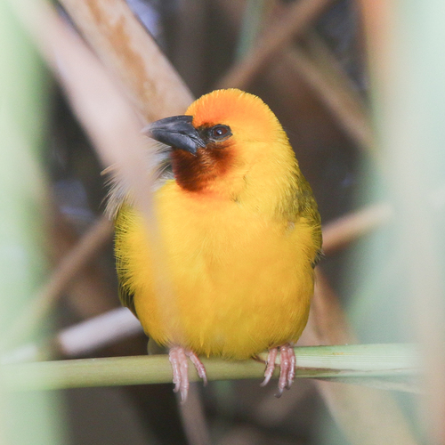 iNaturalist image