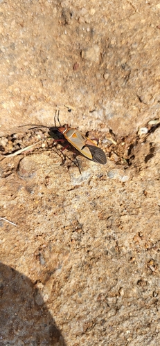 Dysdercus intermedius