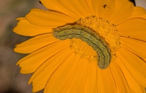 The Bordered Straw