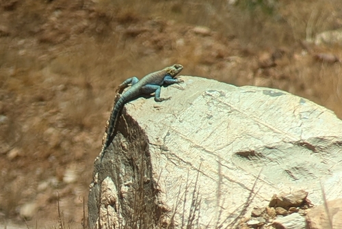 Bibron's Agama