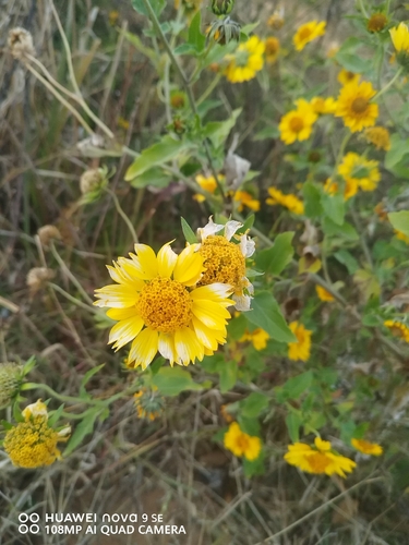 cowpen daisy