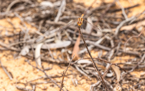 Wandering Percher