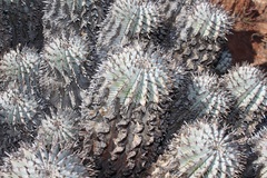 Euphorbia polygona