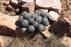 Euphorbia polygona
