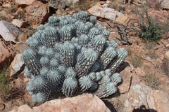 Euphorbia polygona
