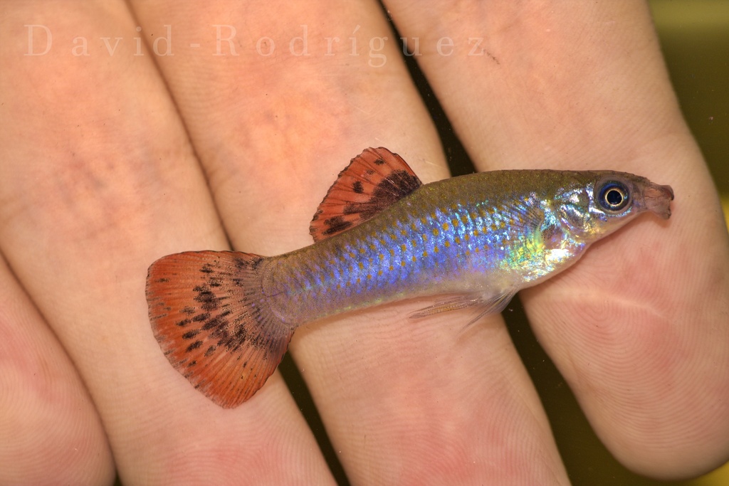 Liberty-molly (Poecilia salvatoris) — Poeciliidae